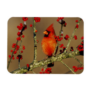Íman Cardinal-vermelho macho empoleirado, IL