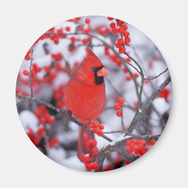 Íman Cardinal-vermelho macho, Inverno, IL (Frente)