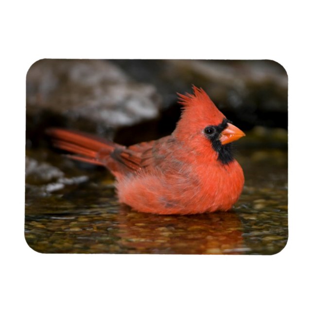 Íman Cardinal-vermelho-macho tomando banho (Horizontal)