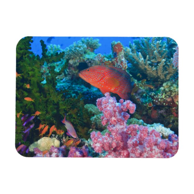 Íman cardume de Fairy Basslets (Pseudanthias (Horizontal)