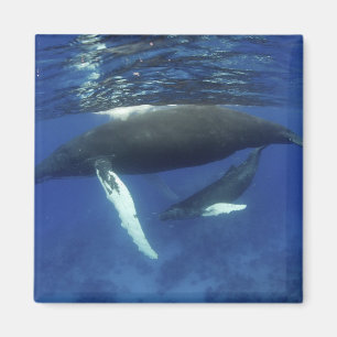 Íman Caribe, arquipélago das Antilhas Grandes,