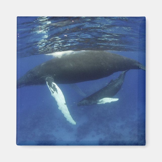 Íman Caribe, arquipélago das Grandes Antilhas, (Frente)