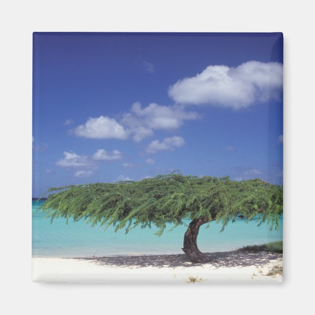 Íman Caribe, Aruba. Eagle Beach (Frente)