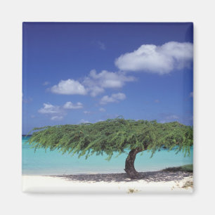 Íman Caribe, Aruba. Praia Eagle