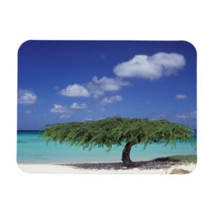 Íman Caribe, Aruba. Praia Eagle