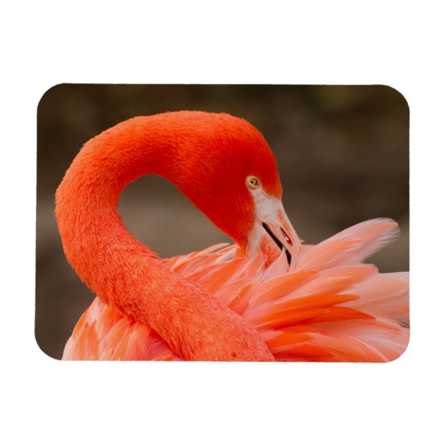Íman Caribe flamingo (Horizontal)