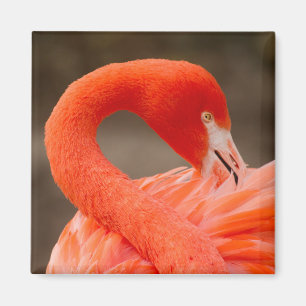 Íman Caribe flamingo