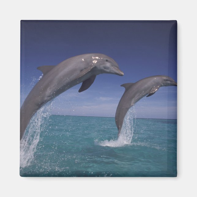 Íman Caribenho, golfinhos-nariz-de-garrafa Tursiops (Frente)