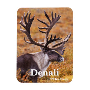 Íman Caribu em Denali