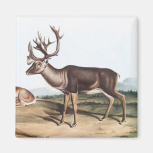 Íman Cariou, American Rein Deer (Tarandus furcifer)