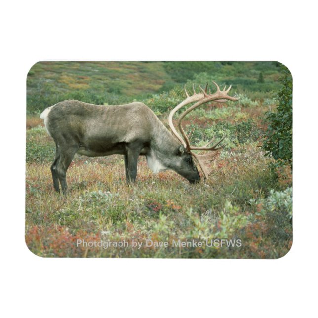 Íman Cariou Buck Grazing Magnet (Horizontal)