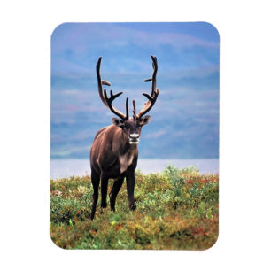 Íman Cariou Reindeer Parque Nacional Denali, Alasca