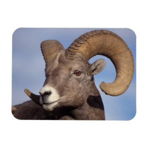 Íman carneiro bighorn, carneiro montês, Ovis canadensis
