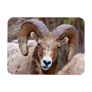 Íman Carneiro Bighorn das Montanhas Rochosas