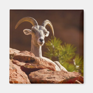 Íman Carneiro Bighorn do deserto (Ovis canadensis nelso