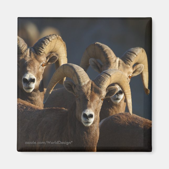Íman Carneiro de Bighorn (Frente)