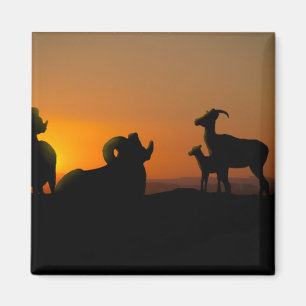 Íman Carneiro de Bighorn