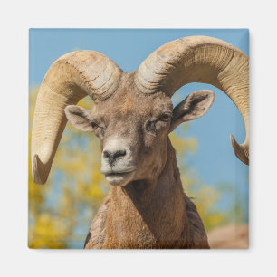 Íman Carneiro do Deserto Bighorn