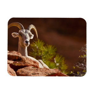 Íman Carneiro selvagem do deserto (Ovis canadensis nels