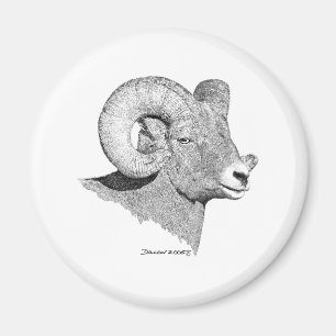 Íman Carneiros de Bighorn