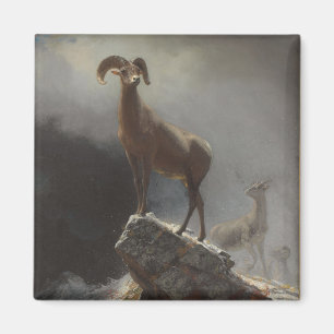 Íman Carneiros de montanha rochosa ou Big Horn, Ovis,