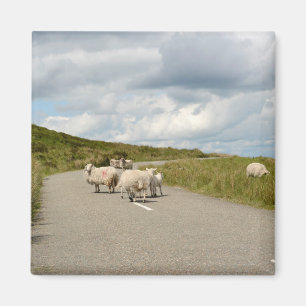 Íman Carneiros na estrada no ímã de Ireland