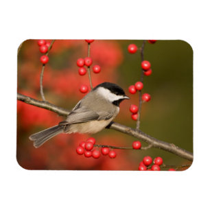 Íman Carolina Chickadee no arbusto Common Winterberry