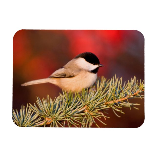 Íman Carolina Chickadee no Cedro Atlas Azul (Horizontal)
