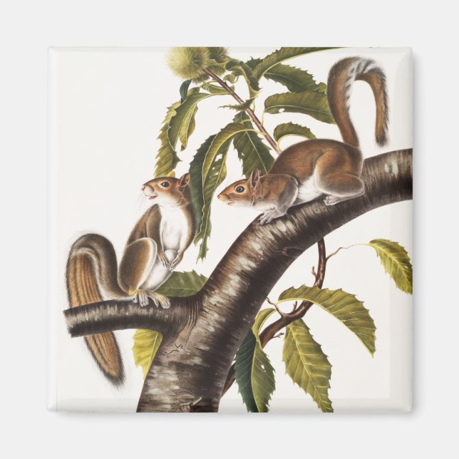 Íman Carolina Cinza Squirrel (Sciurus Carolinensis) (Frente)