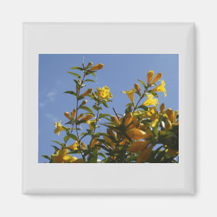 Íman Carolina Jasmine Magnet