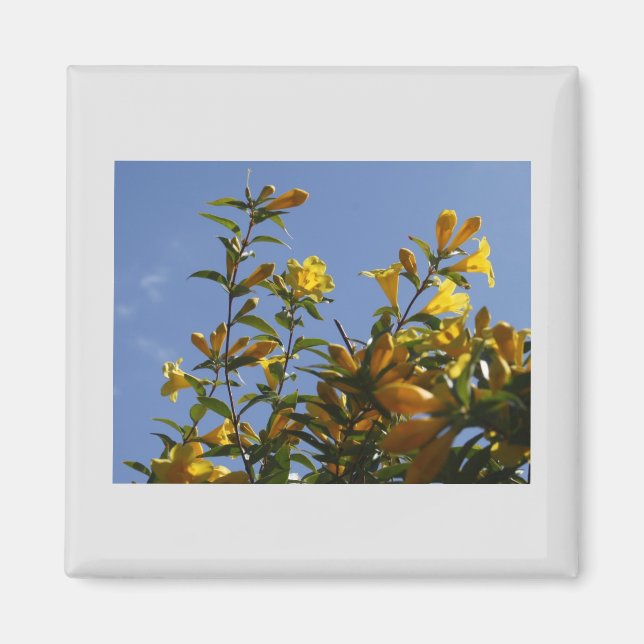 Íman Carolina Jasmine Magnet (Frente)