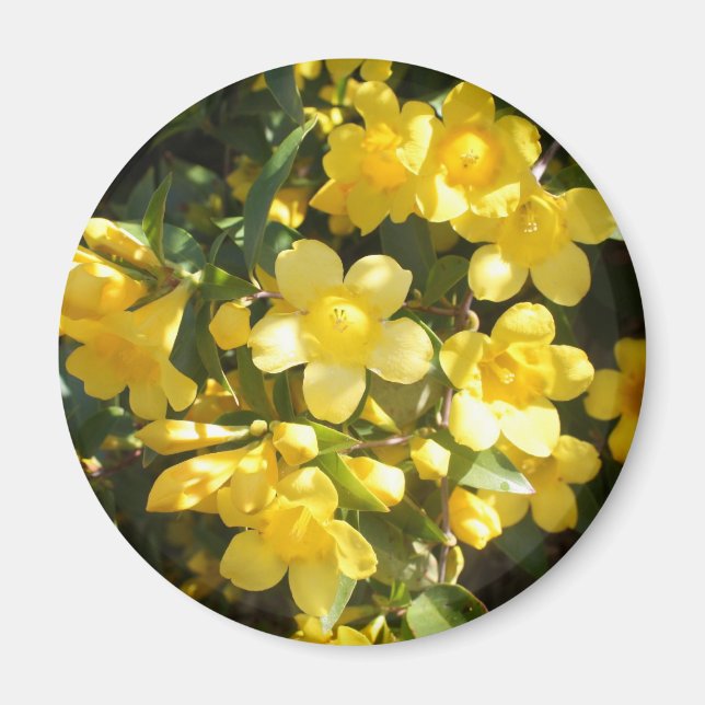Íman Carolina Jasmine Magnet (Frente)