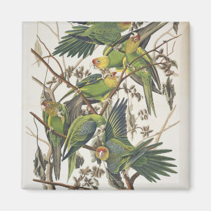 Íman Carolina Parakeet, de 'Birds of America', 1829