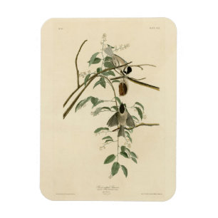 Íman Carolina Titmouse da Universidade de Audubon's Bir