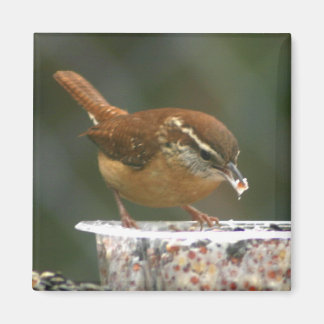 Íman Carolina Wren