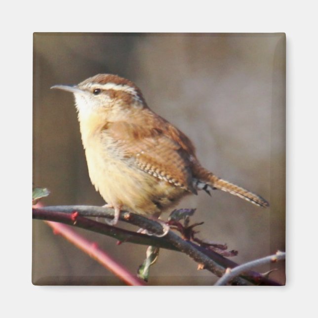 Íman Carolina Wren Magnet (Frente)