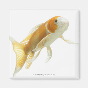 Íman Carpa (Cyprinus carpio)