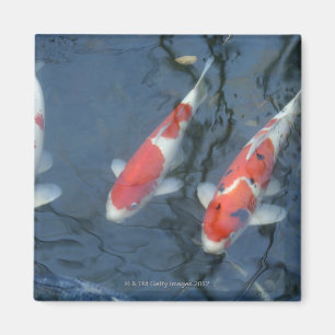 Íman Carpa de Koi na lagoa, opinião de ângulo alto
