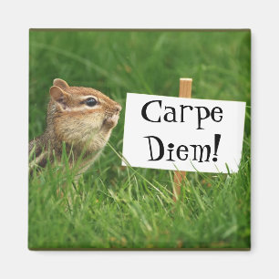 Íman Carpe Diem! Chipmunk com sinal