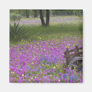 Íman Carrinho de madeira em campo de Phlox, Bonés Azuis