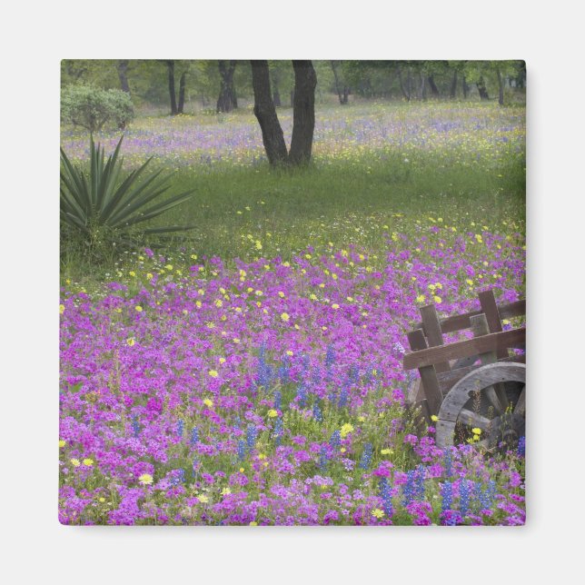 Íman Carrinho de madeira em campo de Phlox, Bonés Azuis (Frente)