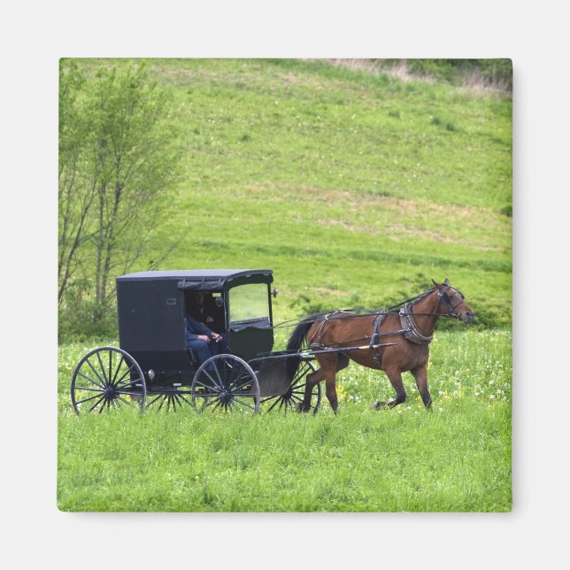 Íman Carroça e cavalo Amish perto de Berlim, Ohio. (Frente)
