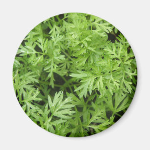 Íman Carrot Tops Magnet