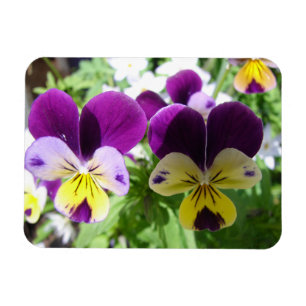 Íman Cartão floral de Flor Bonito Purple Viola Pansy