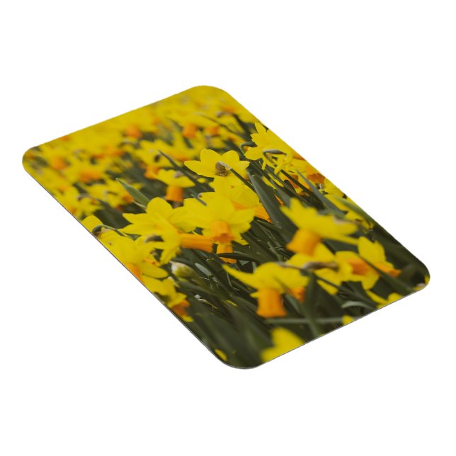 Íman Cartão Postal do Campo de Narcisos (Lado Direito)