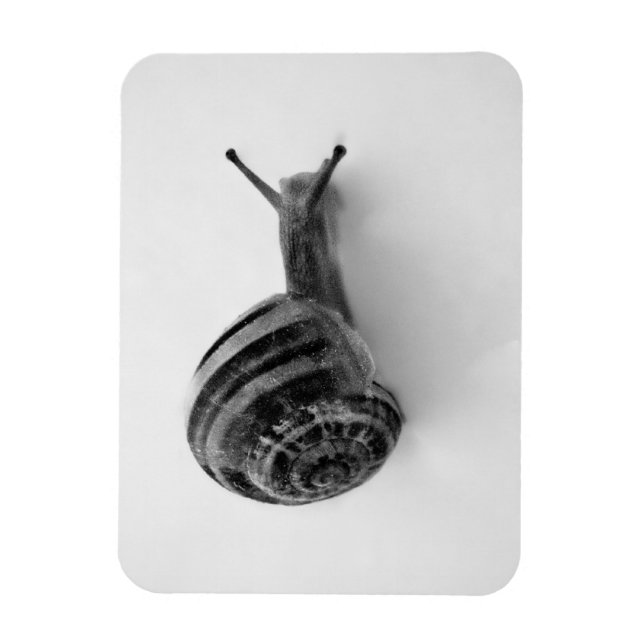 Íman Cartão-postal Snail (Vertical)