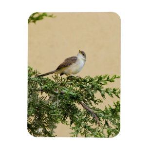 Íman Cartão-postal Sparrow