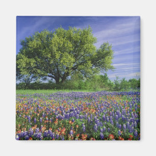 Íman Carvalho Vivo & Pincel de Pintura do Texas, e Texa