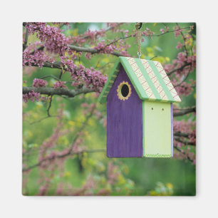 Íman Casa de Pássaros Em Uma Árvore Redbud