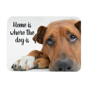 Íman Casa É Onde O Cachorro Está